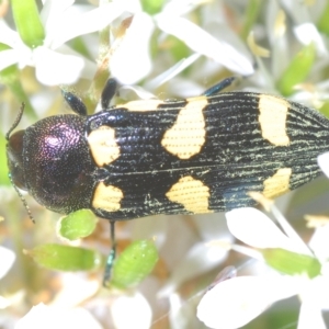 Castiarina australasiae at Tinderry, NSW - 4 Mar 2023 04:25 PM