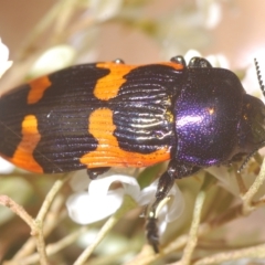 Castiarina bremei (A jewel beetle) at Tinderry, NSW - 4 Mar 2023 by Harrisi