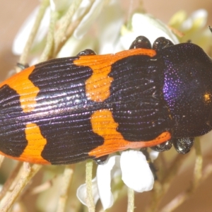 Castiarina bremei at Tinderry, NSW - 4 Mar 2023