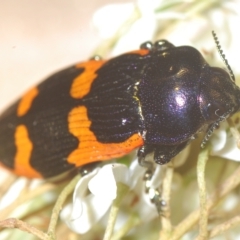 Castiarina bremei at Tinderry, NSW - 4 Mar 2023