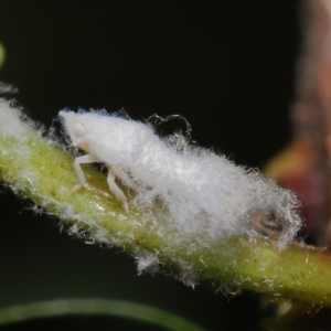Fulgoroidea (superfamily) at Wellington Point, QLD - suppressed