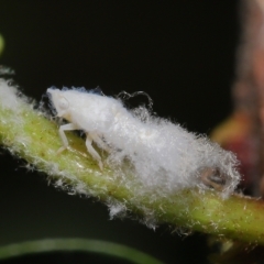 Unidentified Leafhopper & planthopper (Hemiptera, several families) (TBC) at Wellington Point, QLD - 26 Jan 2023 by TimL