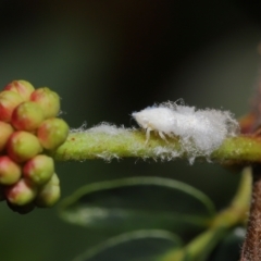 Fulgoroidea (superfamily) at Wellington Point, QLD - suppressed