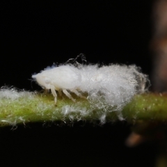 Fulgoroidea (superfamily) at Wellington Point, QLD - suppressed