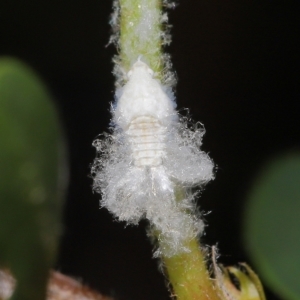 Fulgoroidea (superfamily) at Wellington Point, QLD - suppressed