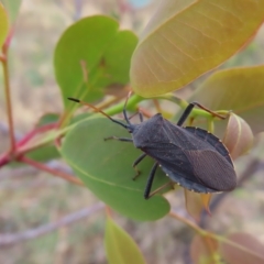 Amorbus sp. (genus) (Eucalyptus Tip bug) at Mount Taylor - 5 Mar 2023 by MatthewFrawley