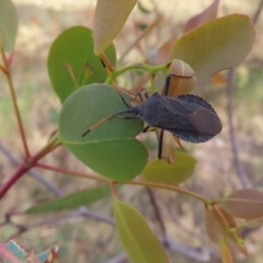 Amorbus sp. (genus) at Kambah, ACT - 5 Mar 2023