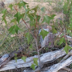 Brachychiton populneus subsp. populneus (Kurrajong) at Kambah, ACT - 5 Mar 2023 by MatthewFrawley