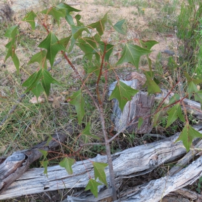 Brachychiton populneus subsp. populneus (Kurrajong) at Mount Taylor - 5 Mar 2023 by MatthewFrawley