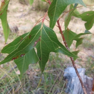 Brachychiton populneus subsp. populneus at Kambah, ACT - 5 Mar 2023 05:30 PM