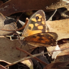 Geitoneura klugii (Marbled Xenica) at Mount Taylor - 5 Mar 2023 by MatthewFrawley