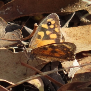 Geitoneura klugii at Kambah, ACT - 5 Mar 2023