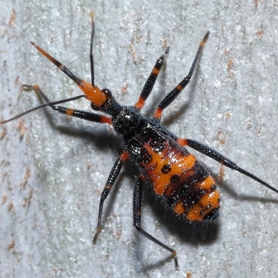 Reduviidae (family) (An assassin bug) at Thorneside, QLD - 22 Feb 2023 by TimL