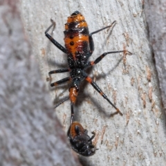 Reduviidae (family) at Thorneside, QLD - 22 Feb 2023 11:39 AM