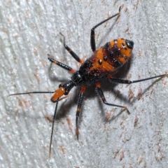Reduviidae (family) at Thorneside, QLD - 22 Feb 2023 11:39 AM