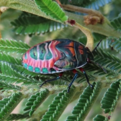 Choerocoris paganus (Ground shield bug) at Kambah, ACT - 5 Mar 2023 by MatthewFrawley