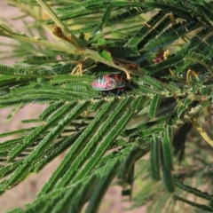 Choerocoris paganus at Kambah, ACT - 5 Mar 2023