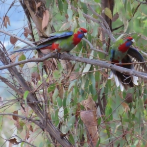 Platycercus elegans at Kambah, ACT - 5 Mar 2023 05:46 PM