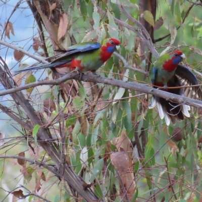 Platycercus elegans (Crimson Rosella) at Mount Taylor - 5 Mar 2023 by MatthewFrawley