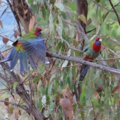 Platycercus elegans at Kambah, ACT - 5 Mar 2023