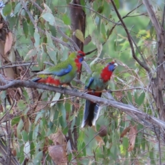 Platycercus elegans at Kambah, ACT - 5 Mar 2023 05:46 PM