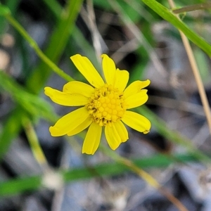 Senecio madagascariensis at Leppington, NSW - 5 Mar 2023 11:56 AM