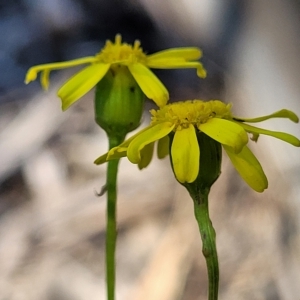 Senecio madagascariensis at Leppington, NSW - 5 Mar 2023 11:56 AM