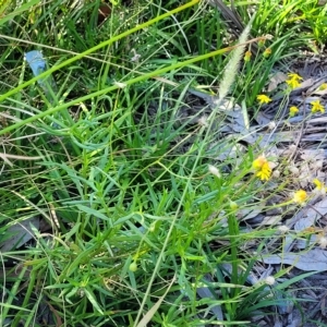 Senecio madagascariensis at Leppington, NSW - 5 Mar 2023 11:56 AM