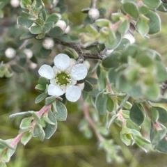 Leptospermum myrtifolium (Myrtle Teatree) at Booth, ACT - 26 Jan 2023 by JaneR