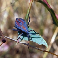 Amorbus (genus) (Eucalyptus Tip bug) at Higgins, ACT - 5 Mar 2023 by MichaelWenke