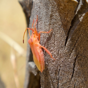 Amorbus sp. (genus) at Higgins, ACT - 5 Mar 2023