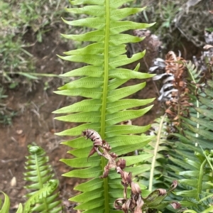 Blechnum nudum at Uriarra, NSW - 2 Jan 2023