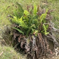 Blechnum nudum at Uriarra, NSW - 2 Jan 2023 03:02 PM