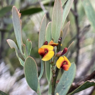 Daviesia mimosoides (Bitter Pea) at Cotter River, ACT - 2 Jan 2023 by JaneR