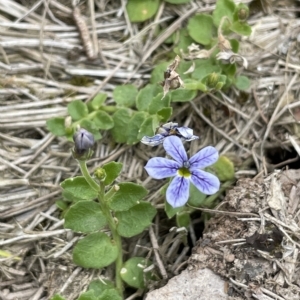 Lobelia pedunculata at Uriarra, NSW - 2 Jan 2023