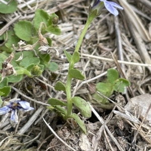 Lobelia pedunculata at Uriarra, NSW - 2 Jan 2023 02:45 PM