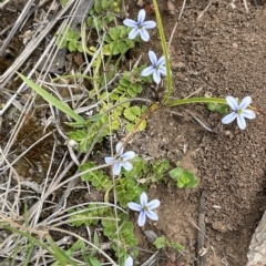 Lobelia pedunculata at Uriarra, NSW - 2 Jan 2023