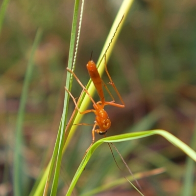 Ichneumonidae (family) (Unidentified ichneumon wasp) at Higgins Woodland - 5 Mar 2023 by Trevor