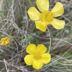 Ranunculus lappaceus (Australian Buttercup) at Bimberi Nature Reserve - 2 Jan 2023 by JaneR