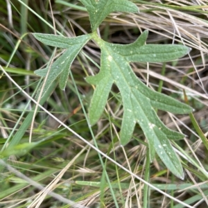 Ranunculus lappaceus at Uriarra, NSW - 2 Jan 2023