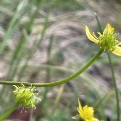 Ranunculus scapiger at Uriarra, NSW - 2 Jan 2023 by JaneR