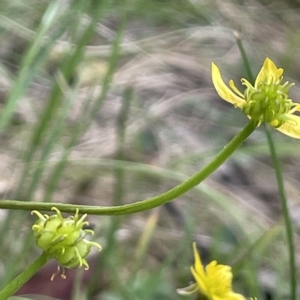 Ranunculus scapiger at Uriarra, NSW - 2 Jan 2023