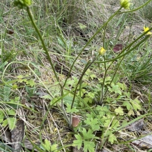 Ranunculus scapiger at Uriarra, NSW - 2 Jan 2023