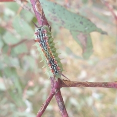 Doratifera quadriguttata (Four-spotted Cup Moth) at Wanniassa, ACT - 2 Mar 2023 by gregbaines