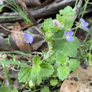 Veronica calycina at Brindabella, NSW - 2 Jan 2023 03:42 PM