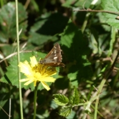 Dispar compacta (Barred Skipper) at QPRC LGA - 5 Mar 2023 by arjay