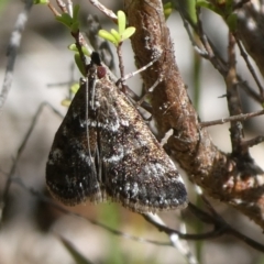 Catamola xanthomelalis at QPRC LGA - 5 Mar 2023 by arjay