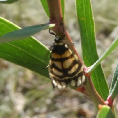 Asura lydia (Lydia Lichen Moth) at QPRC LGA - 5 Mar 2023 by arjay