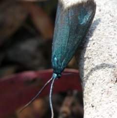 Pollanisus viridipulverulenta (Satin-green Forester) at Charleys Forest, NSW - 5 Mar 2023 by arjay