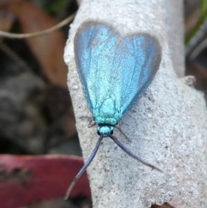 Pollanisus viridipulverulenta at Charleys Forest, NSW - suppressed